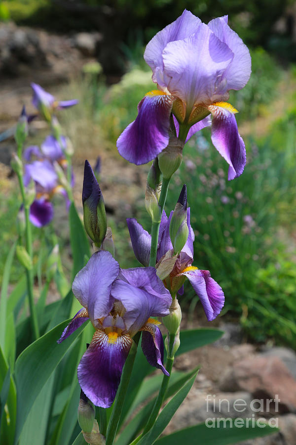 Iris Photograph - Iris Garden by Carol Groenen