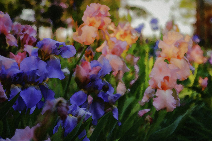 Iris Garden Impression 6705 DP_2 Photograph by Steven Ward