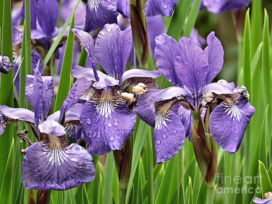 Iris Garden Photograph by Janice Drew