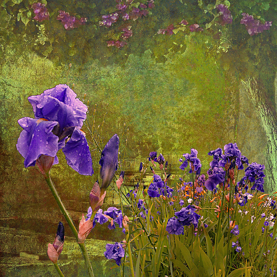 Iris Garden Photograph by Jeff Burgess