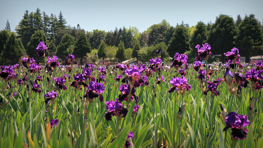 Iris Garden Photograph