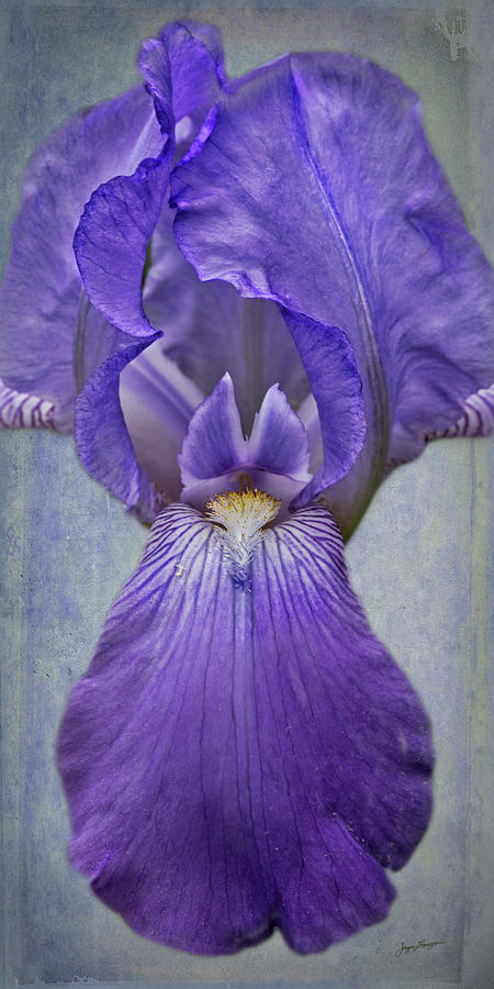 Iris Photograph - Iris Germanica by Jurgen Lorenzen