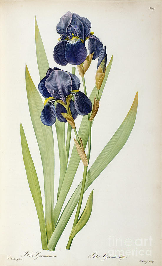 Iris Painting - Iris Germanica by Pierre Joseph Redoute