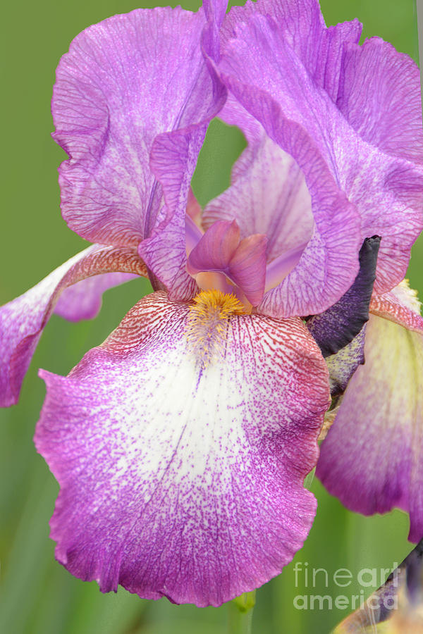 Iris-Gibson Girl II Photograph by Regina Geoghan - Fine Art America