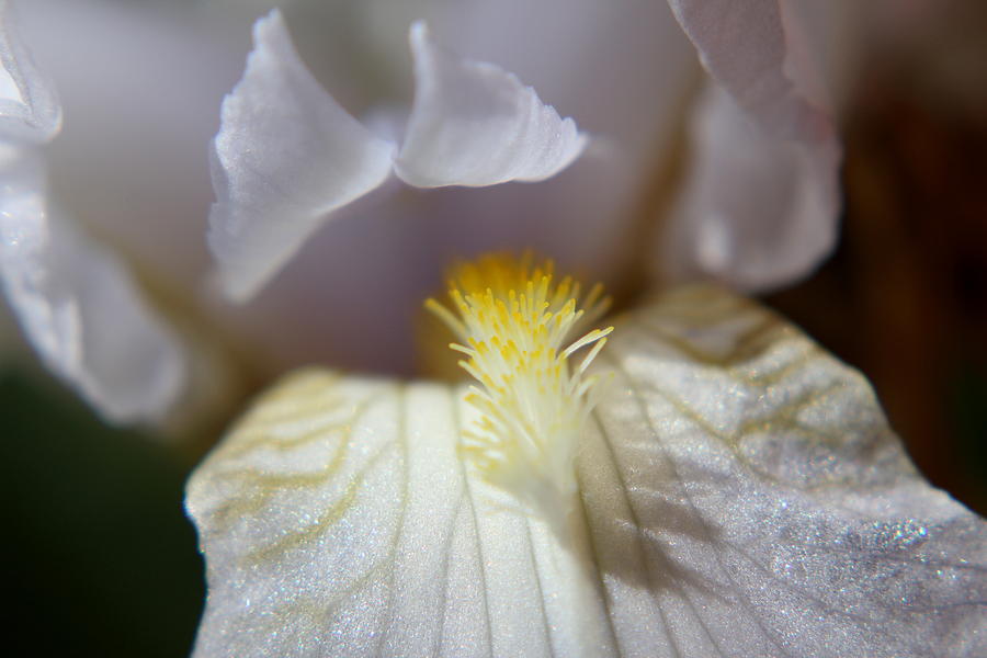 Iris Glistening Photograph by Trent Mallett