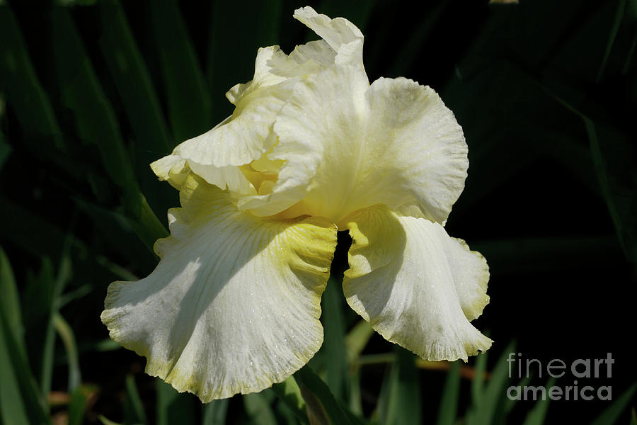 Iris Glory 2 Photograph by Susan Lipschutz - Fine Art America