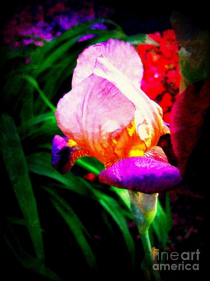 Iris glow Photograph by Janine Riley
