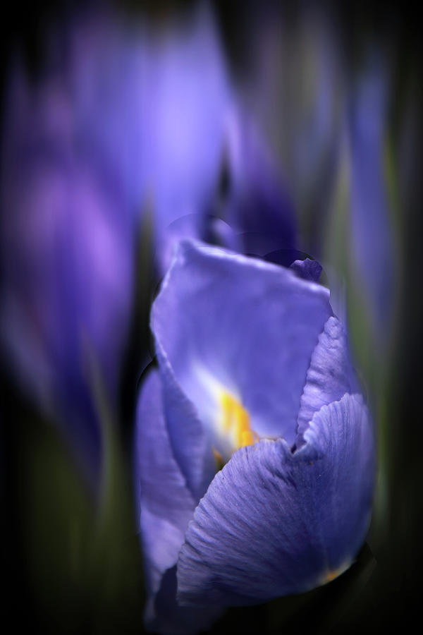 Iris Photograph - Iris Glow by Jessica Jenney