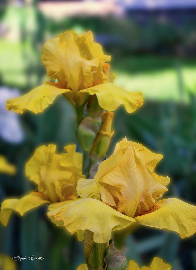 Iris Golden Splendor Photograph by Sylvia Thornton