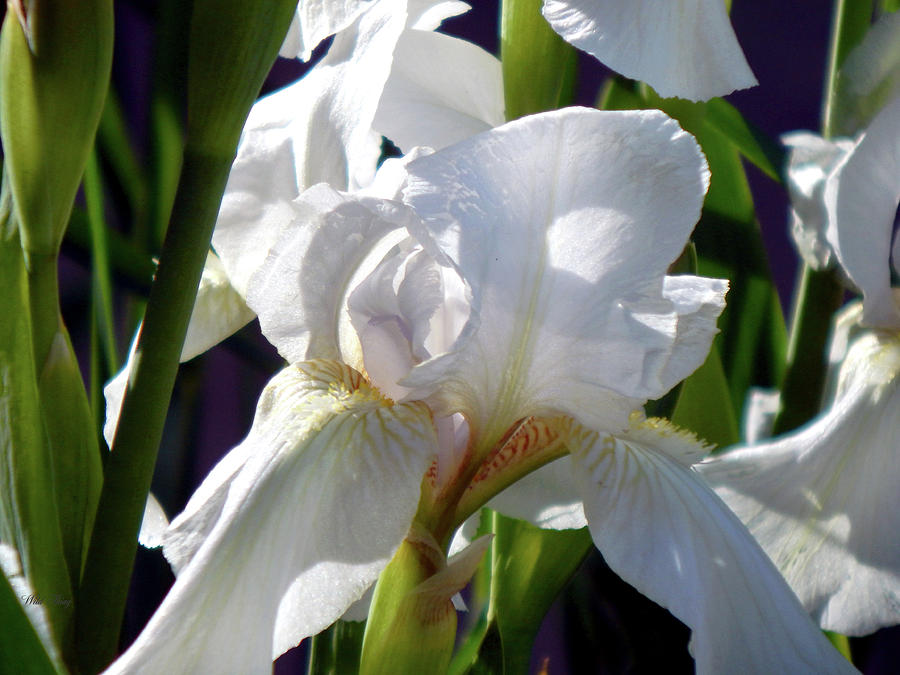 Iris Greetings Photograph by Wild Thing