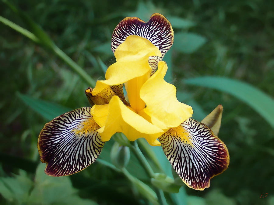 Iris Havana Photograph by Sergey Lukashin