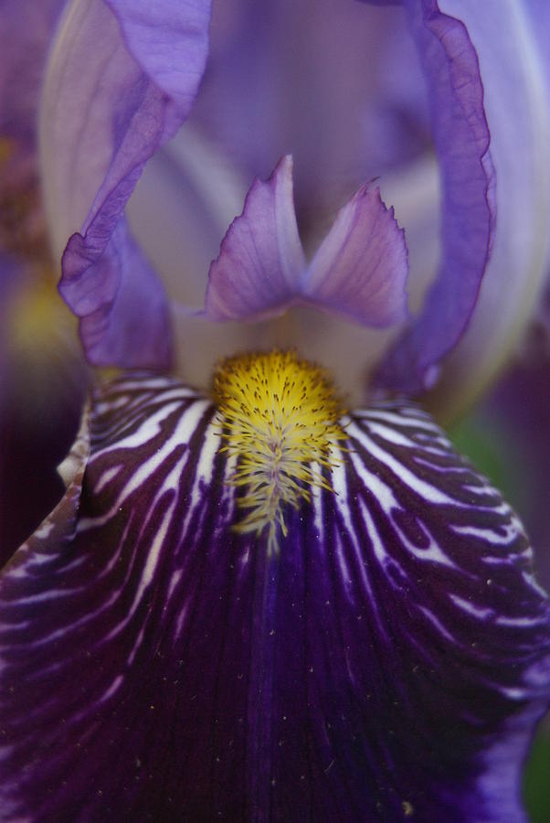 Iris Photograph - Iris by Heidi Poulin