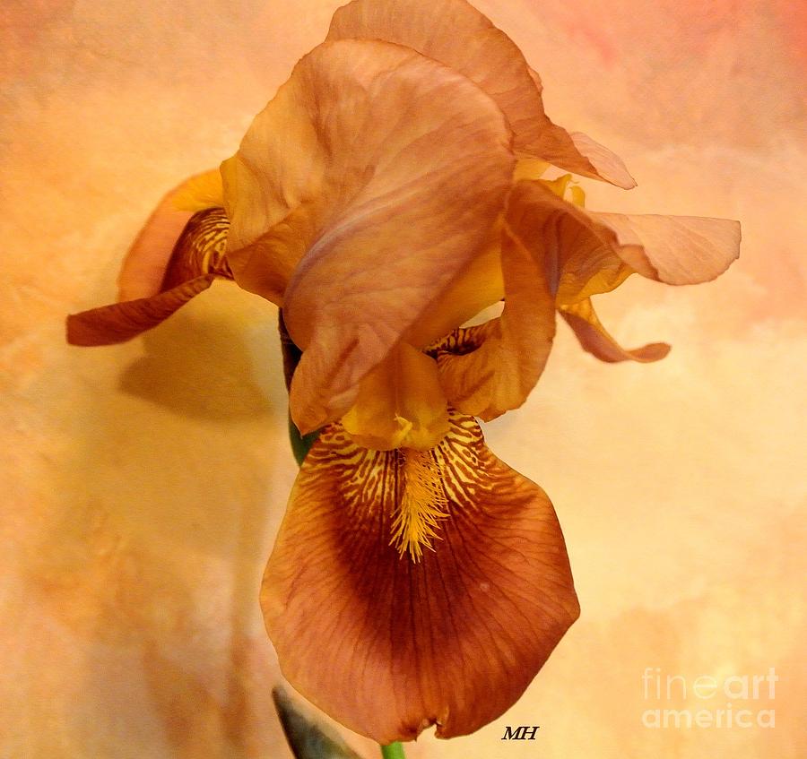 Iris Photograph - Iris Hiding by Marsha Heiken