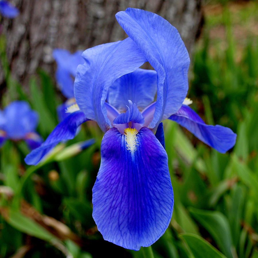 Iris I Photograph by James Granberry