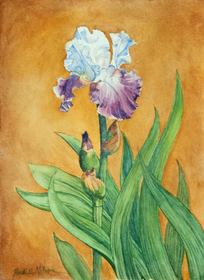 Iris II Painting by Heidi E Nelson
