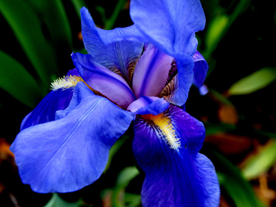 Iris Photograph - Iris II by James Granberry