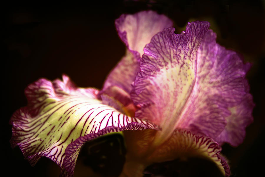 Iris Illuminated Photograph by Jessica Jenney