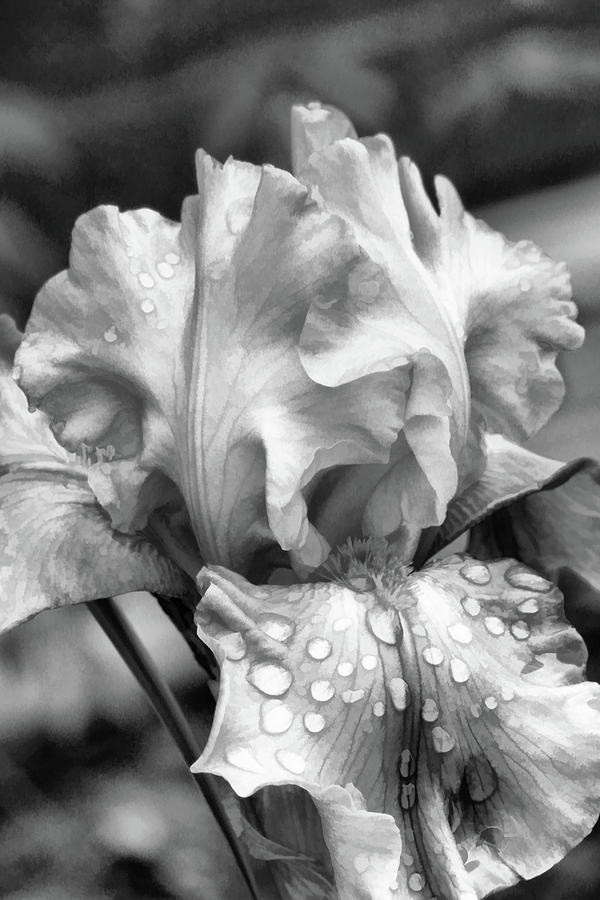 Iris in black and white Digital Art by Bonnie Willis