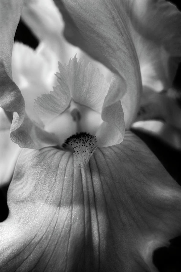 Iris In Black and White Photograph by Greg and Chrystal Mimbs