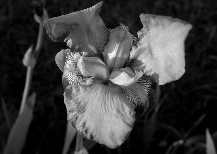 Iris in Black and White Photograph by Jean Evans