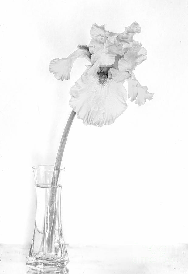 Iris in Black and White Photograph by Shirley Mangini