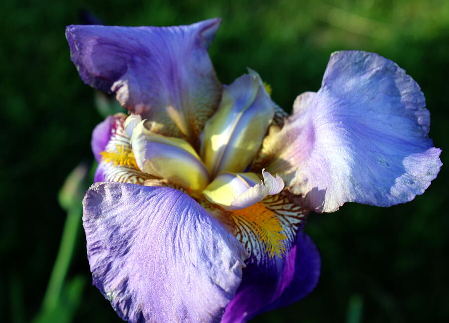 Iris in bloom Photograph by Jean Evans