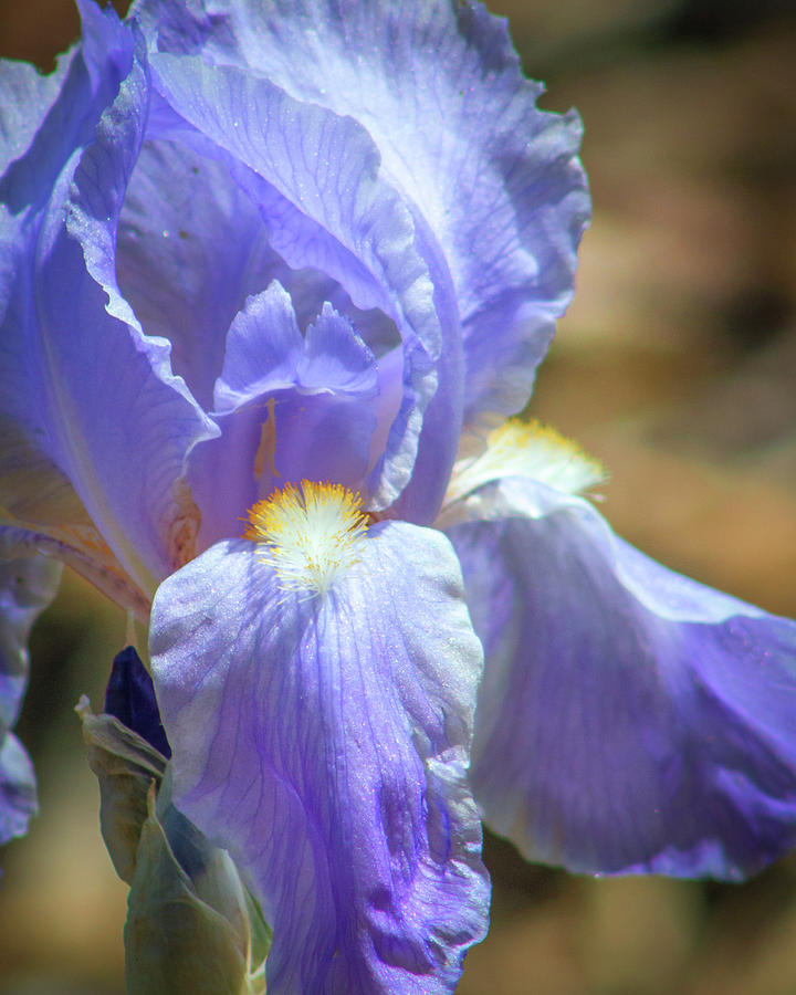 Iris in Blue and Purple Photograph by Lynne Jenkins