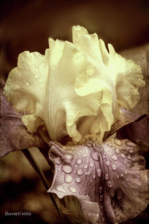 Iris in decay Digital Art by Bonnie Willis