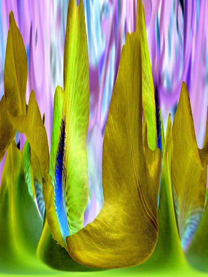 Iris In Flames Digital Art by James Granberry