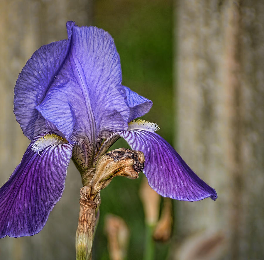 Iris in Late April Photograph by Greg Jackson