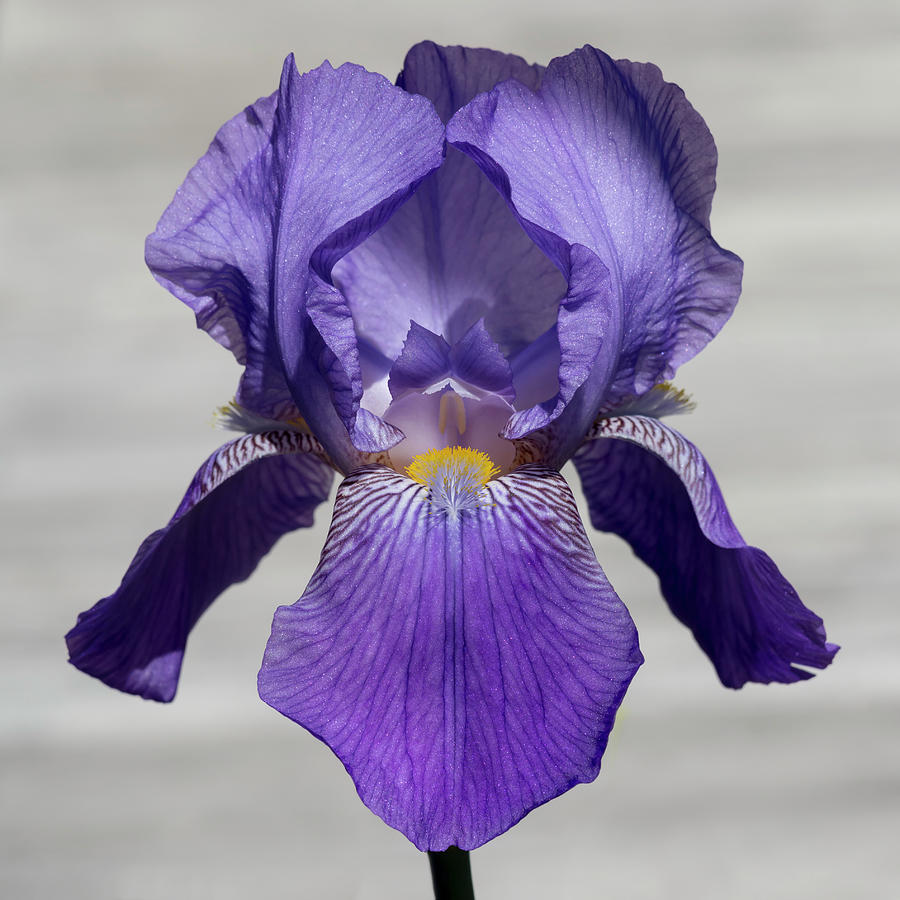 Iris in Purple Photograph by Bruce Frye - Fine Art America