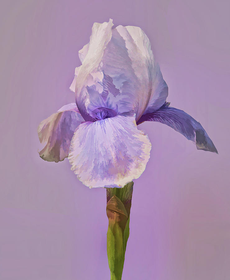 Iris in Lavender Photograph by Floyd Hopper