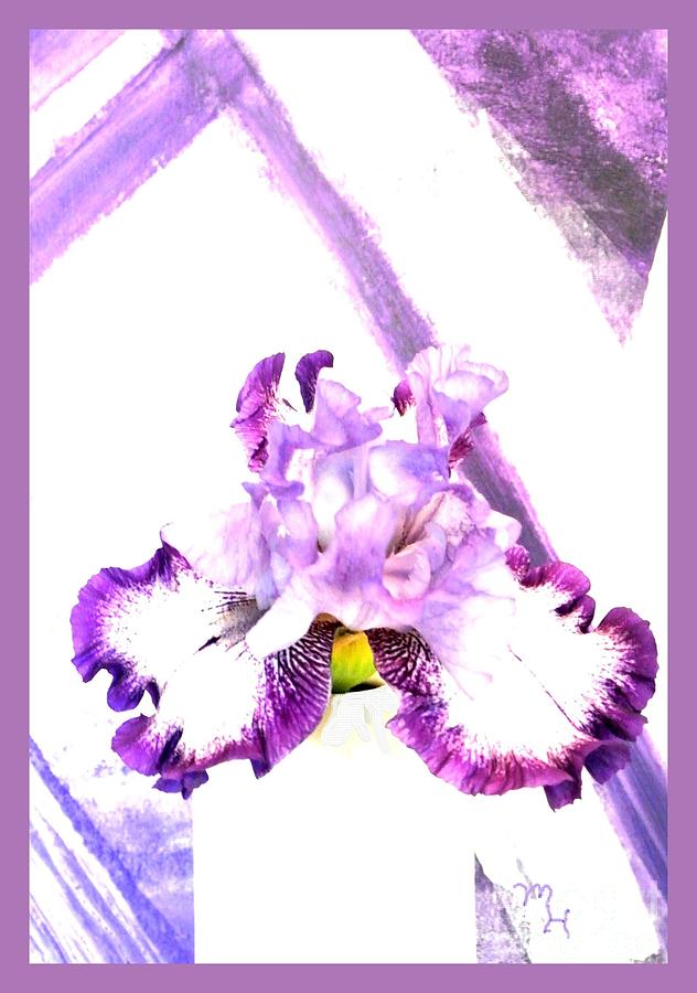 Iris in Magenta Bloom Photograph by Marsha Heiken