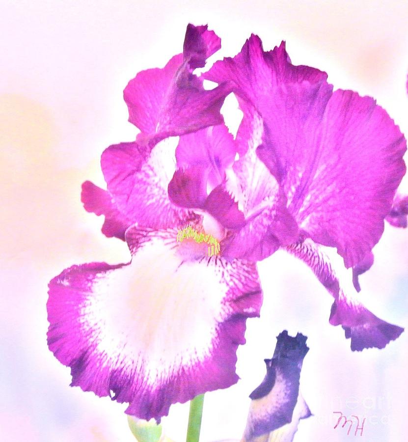 Iris in Magenta Photograph by Marsha Heiken