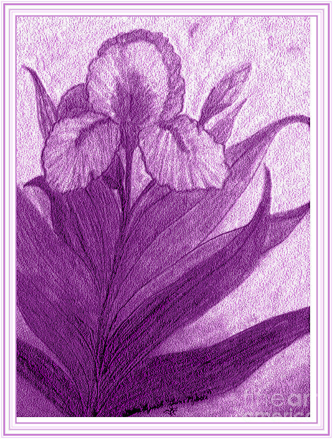 Iris in Purple Drawing by Debra Lynch - Fine Art America