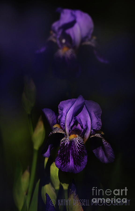 Iris in Purple Photograph by Kathy Russell