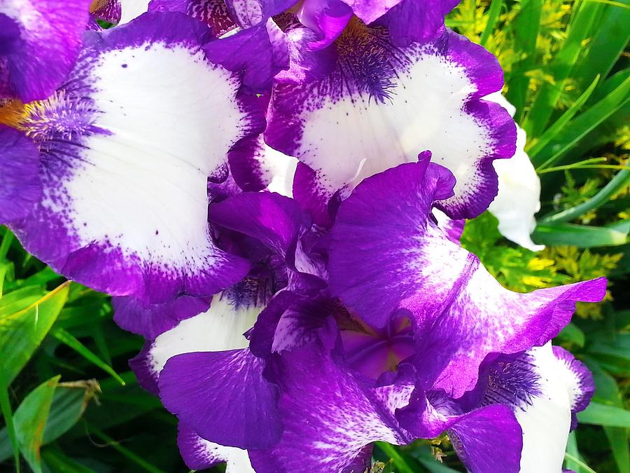 Iris In Purple Photograph