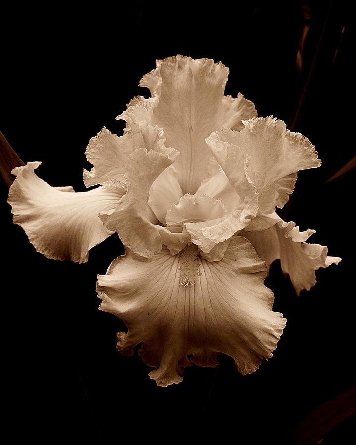 Iris In Sepia Photograph by Michael Ramsey