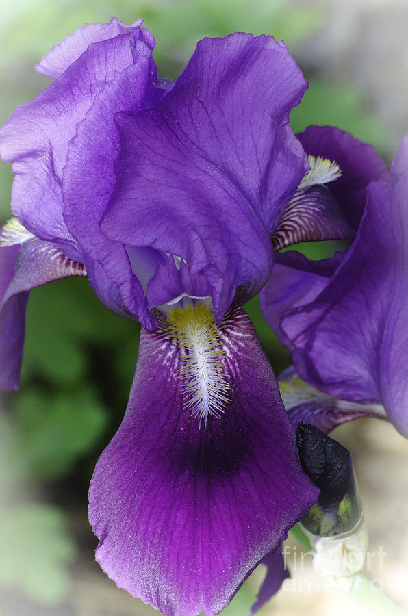 Iris in the Mist Photograph by Christine Belt