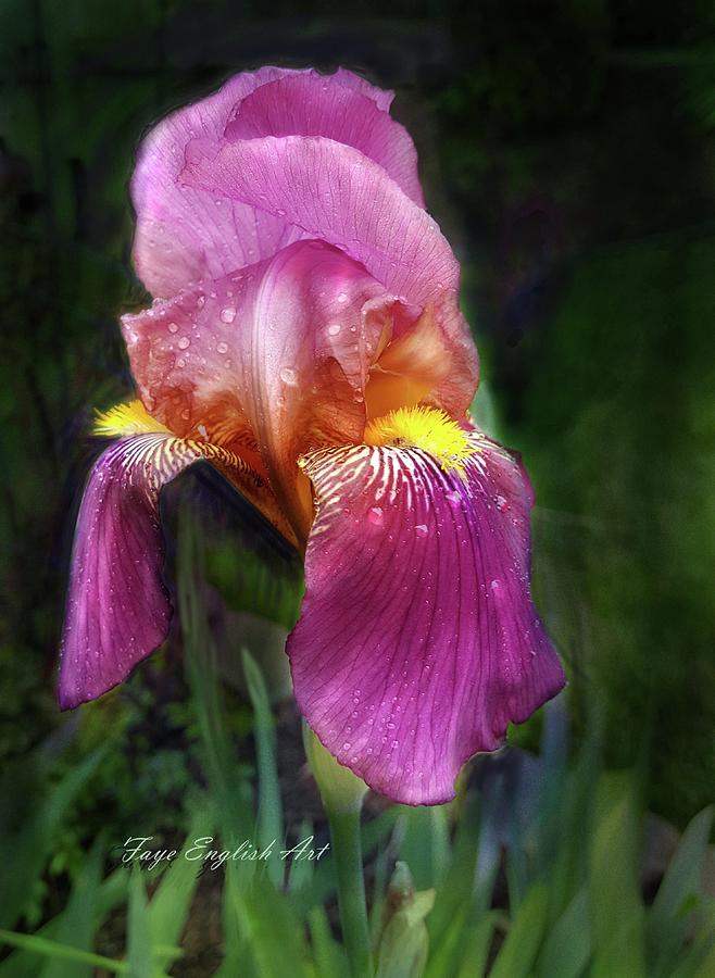 Iris Digital Art - Iris In The Pink by Faye English