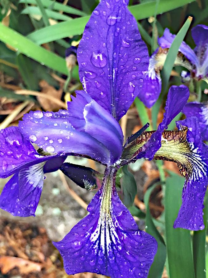 Iris in the Purple Rain Photograph by Lisa Pearlman