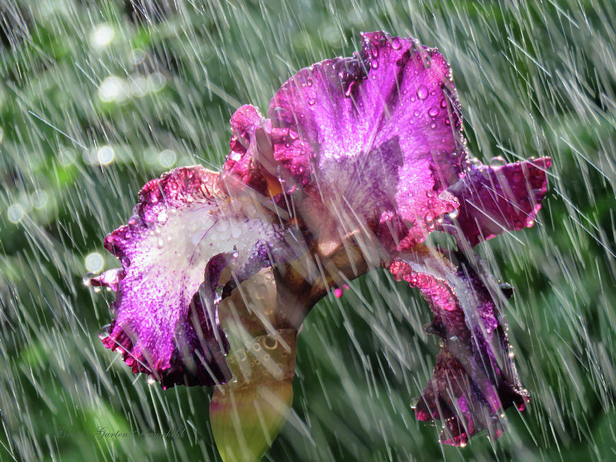 Iris in the Rain - Beauty in the Garden - Iris Photography and Art Photograph by Brooks Garten Hauschild