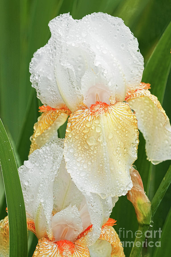Iris in the Rain Photograph by Regina Geoghan