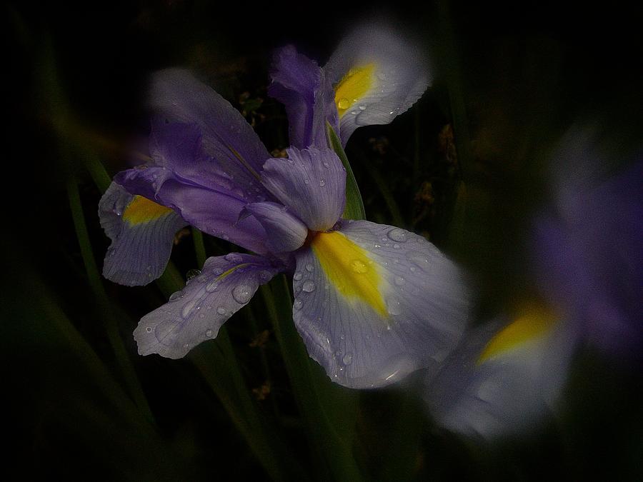 Iris in the Rain Photograph by Richard Cummings