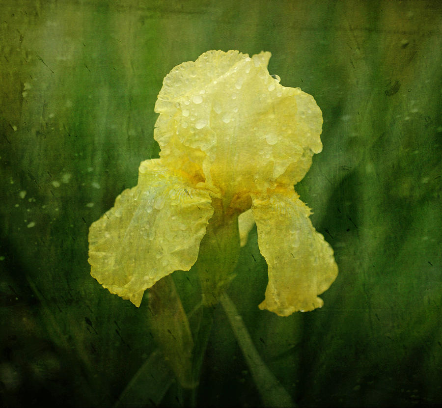 Iris in the Rain Photograph by Sandy Keeton