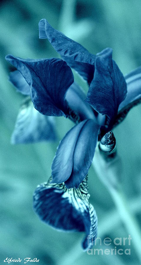 Iris in Turquoise Mixed Media by Elfriede Fulda