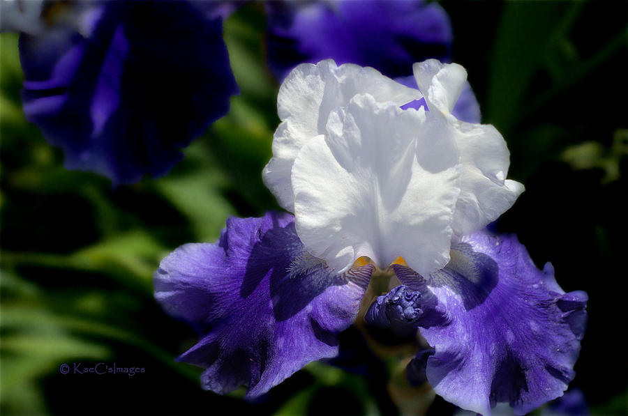 Iris Photograph - Iris in White and Purple by Kae Cheatham