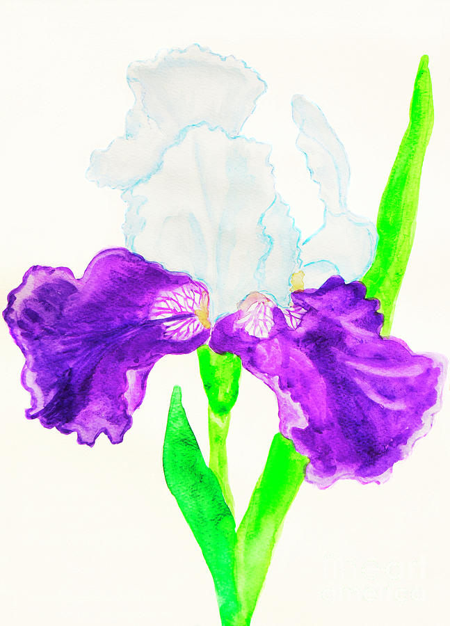 Iris in white and violet colours Painting by Irina Afonskaya