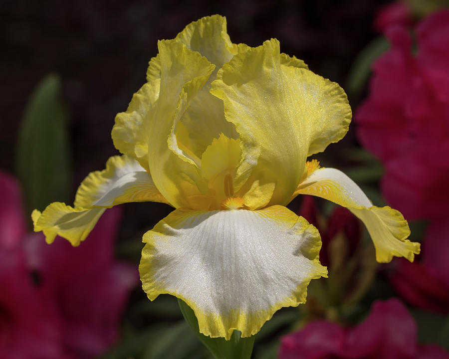 Iris Photograph - Iris in Yellow and White by Bruce Frye