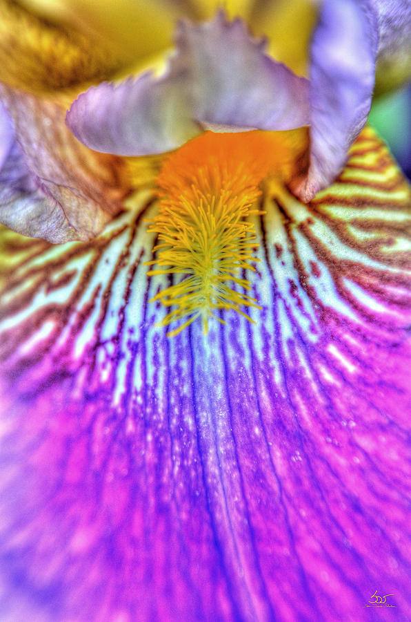Iris Inside 2 Photograph by Sam Davis Johnson